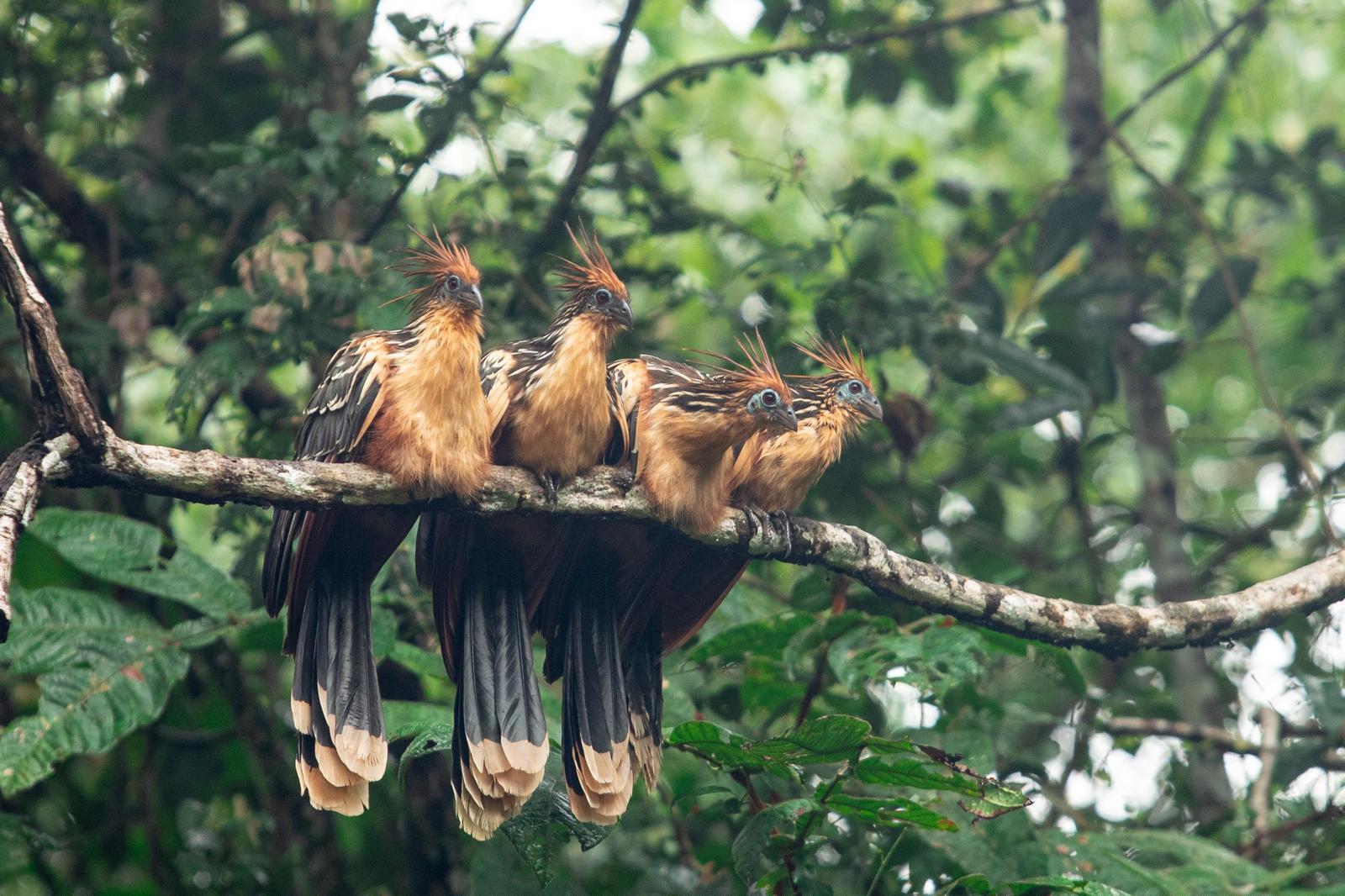 Amazon Rainforest Expedition - 5 Days 3